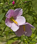 Virginia saltmarsh mallow